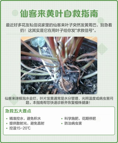 仙客来盆栽黄叶怎么办?-第1张图片-吾爱花网 仙客来盆栽黄叶怎么办?-第1张图片-吾爱花网