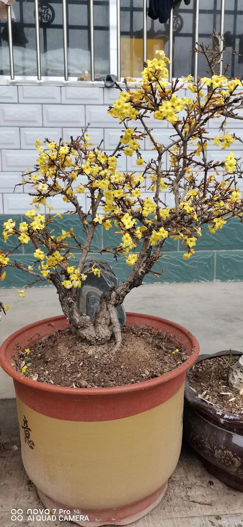 迎春盆栽选什么颜色最出彩？-第1张图片-吾爱花网