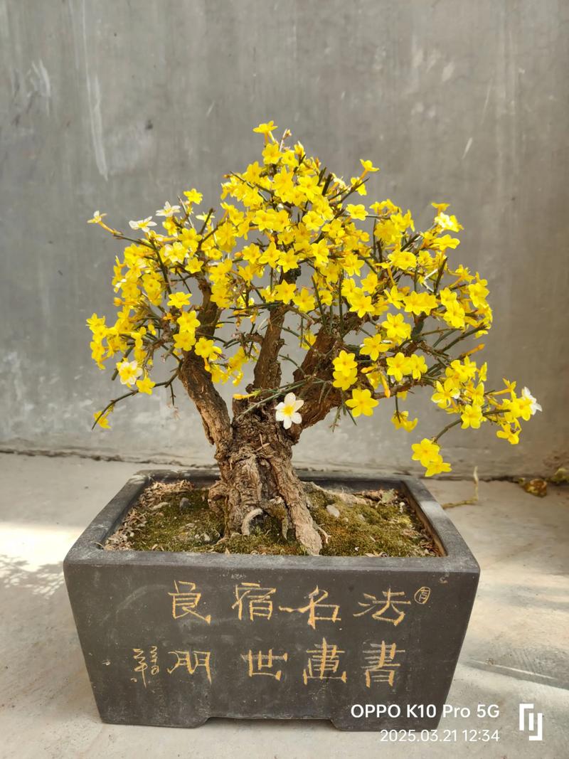 迎春盆栽选什么颜色最出彩？-第2张图片-吾爱花网