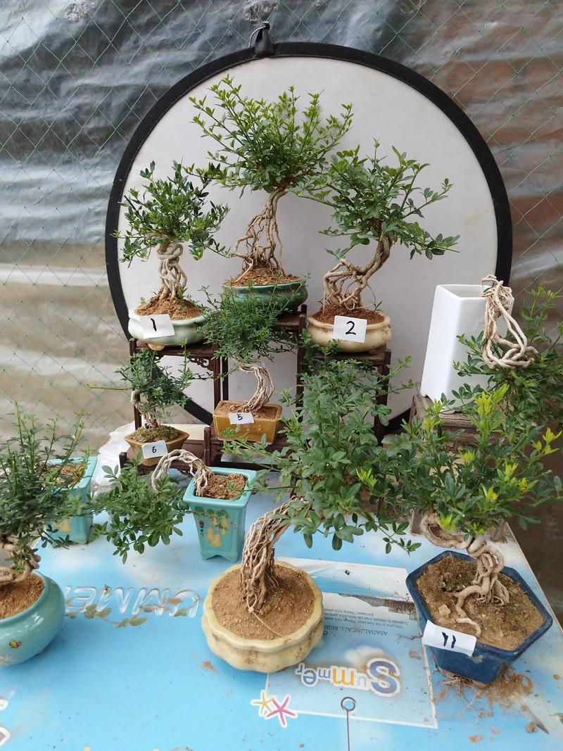 迎春盆栽选什么颜色最出彩？-第3张图片-吾爱花网