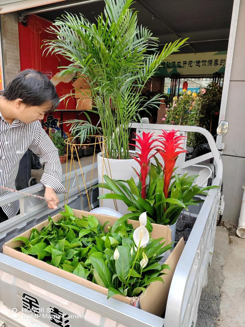 北京上门回收盆栽花盆怎么收费？-第3张图片-吾爱花网