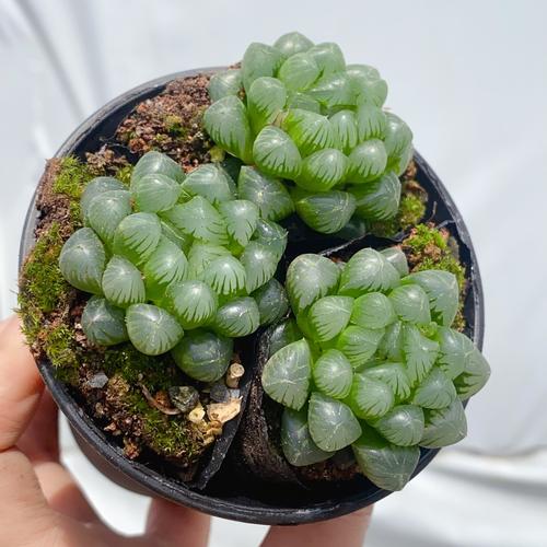 玉露多肉盆景如何养护出独特美感?-第1张图片-吾爱花网 玉露多肉盆景如何养护出独特美感?-第1张图片-吾爱花网