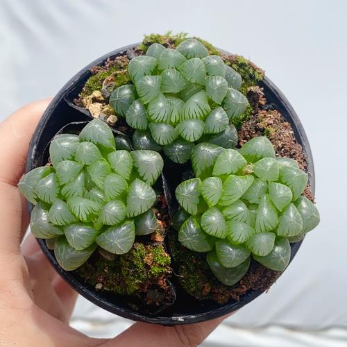 玉露多肉盆景如何养护出独特美感?-第3张图片-吾爱花网 玉露多肉盆景如何养护出独特美感?-第3张图片-吾爱花网