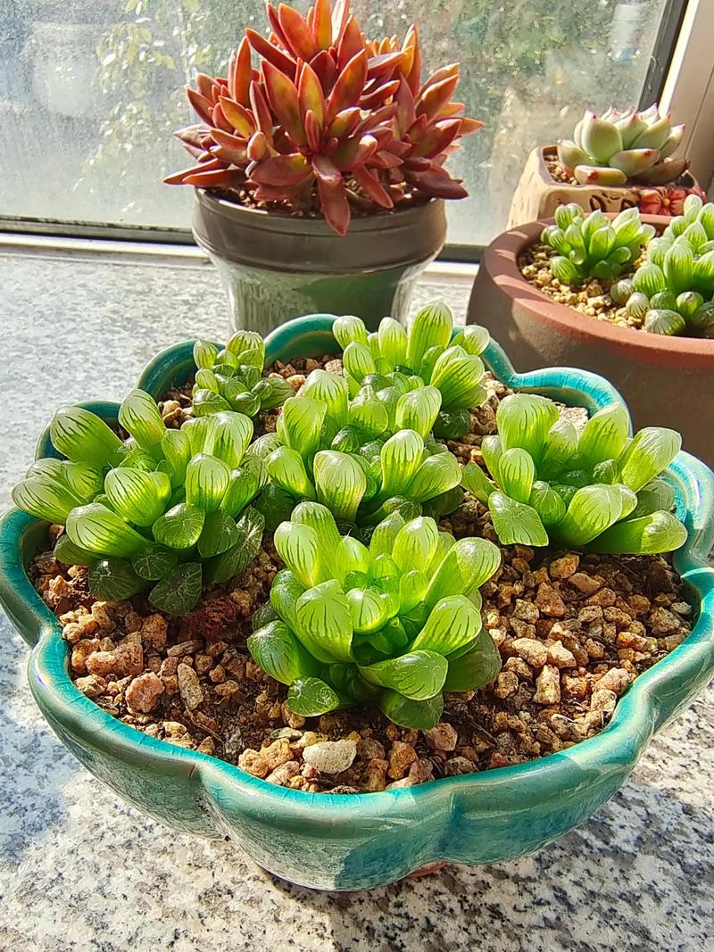 玉露多肉盆景如何养护出独特美感?-第2张图片-吾爱花网 玉露多肉盆景如何养护出独特美感?-第2张图片-吾爱花网