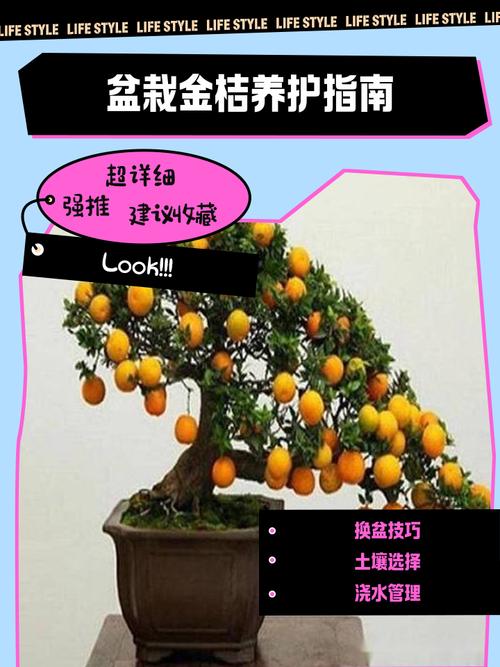 金桔盆栽养殖要注意哪些关键点?-第1张图片-吾爱花网 金桔盆栽养殖要注意哪些关键点?-第1张图片-吾爱花网
