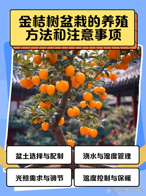 金桔盆栽养殖要注意哪些关键点?-第2张图片-吾爱花网 金桔盆栽养殖要注意哪些关键点?-第2张图片-吾爱花网