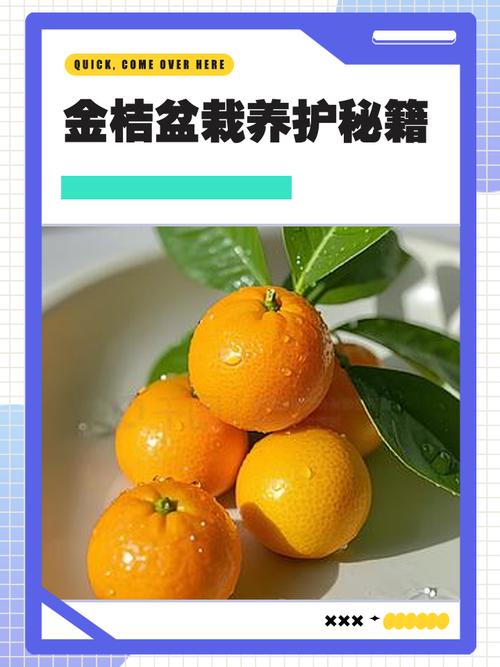 金桔盆栽养殖要注意哪些关键点?-第3张图片-吾爱花网 金桔盆栽养殖要注意哪些关键点?-第3张图片-吾爱花网
