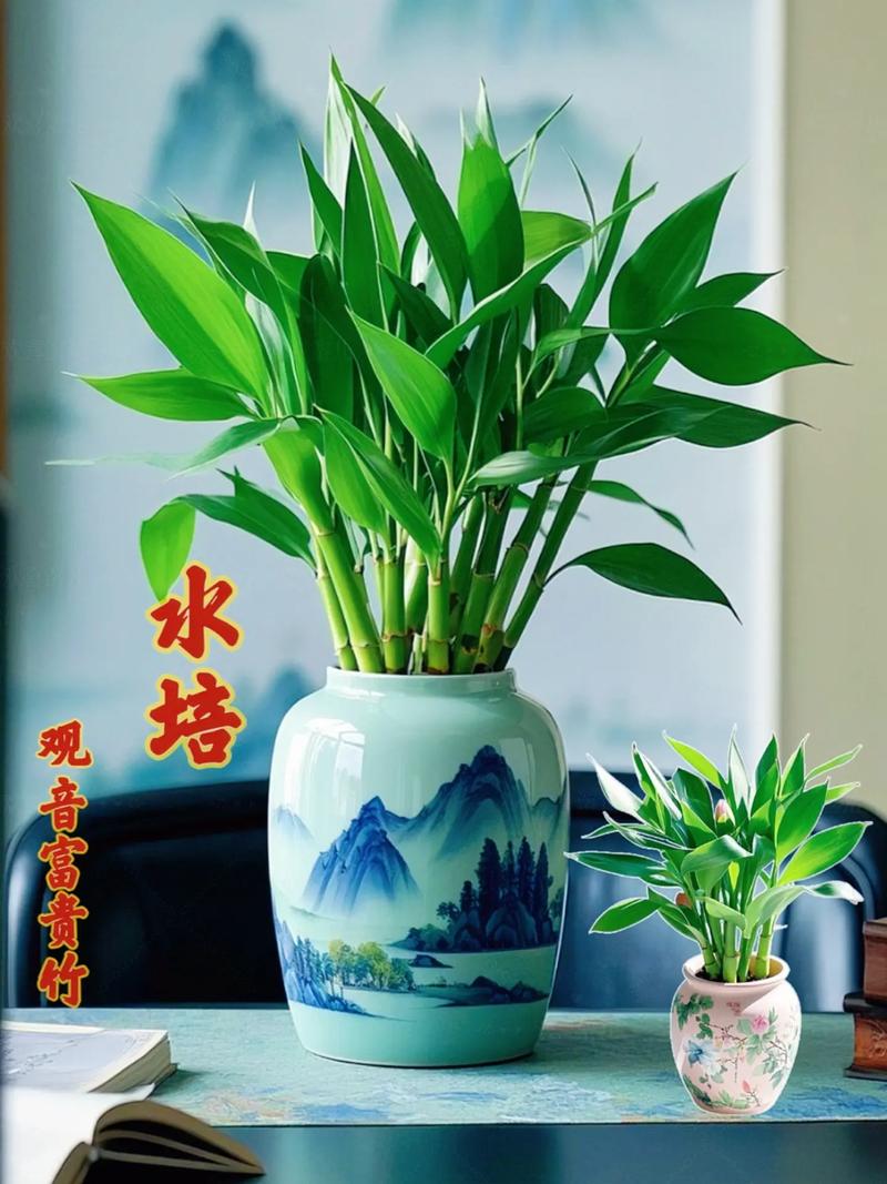 富贵竹水培容器怎么选？-第2张图片-吾爱花网