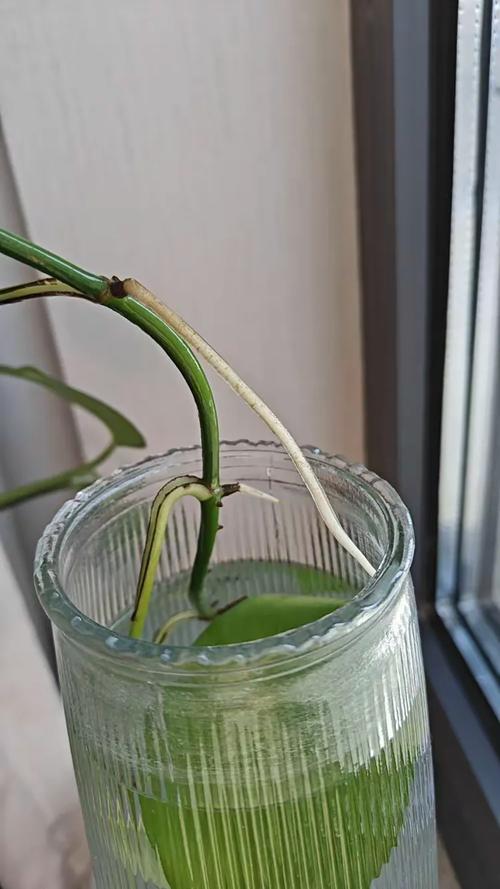 绿萝水培叶子为何总掉进桶里？-第2张图片-吾爱花网