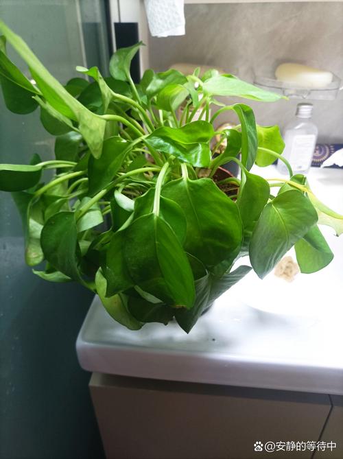绿萝水培叶子为何总掉进桶里?-第3张图片-吾爱花网 绿萝水培叶子为何总掉进桶里?-第3张图片-吾爱花网