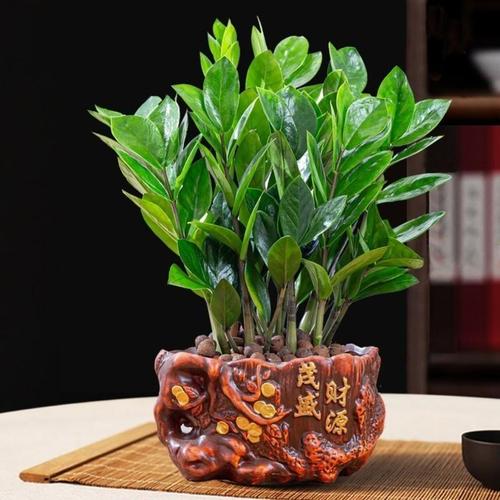 发财树头像和盆栽怎么选更养眼？-第2张图片-吾爱花网