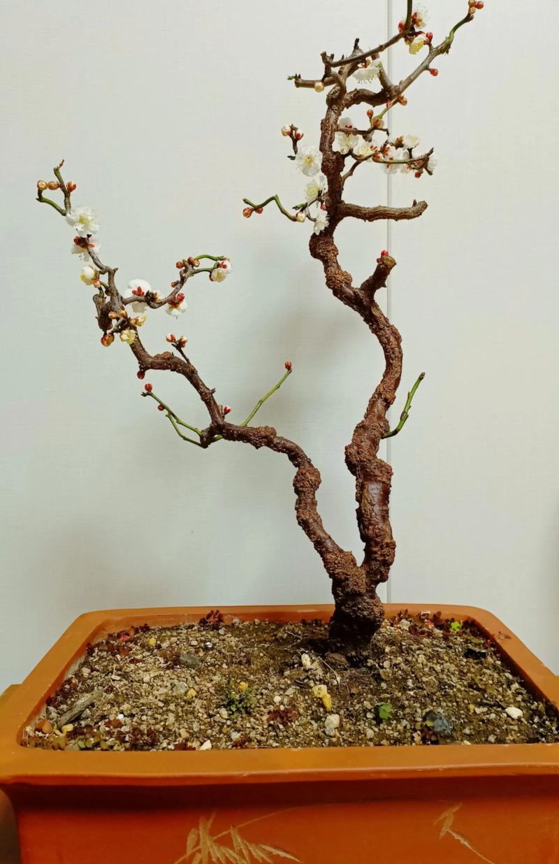 盆栽梅花冬天能开花吗？-第3张图片-吾爱花网