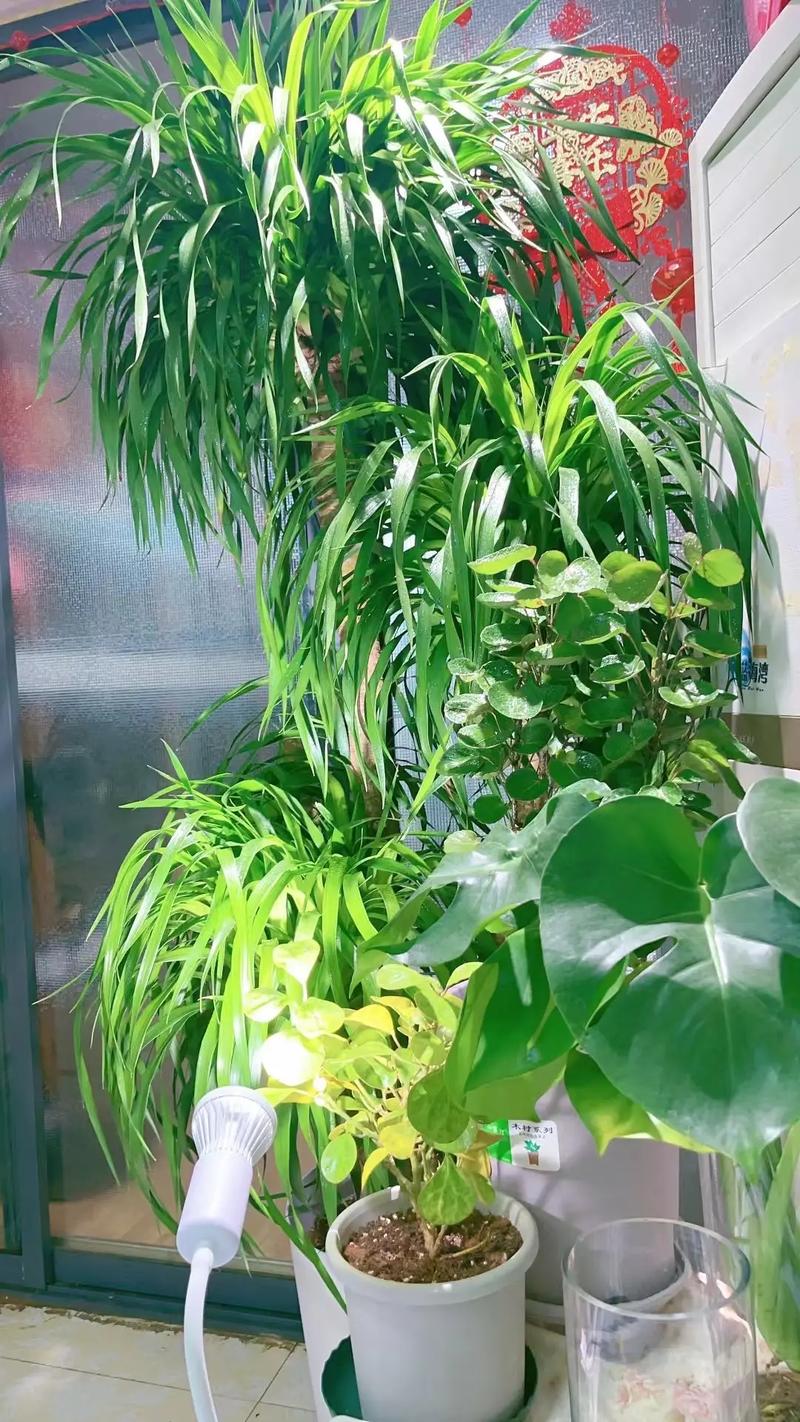 海南室内盆栽选哪些好养又美观？-第1张图片-吾爱花网