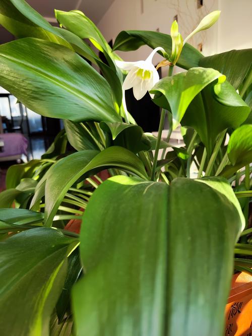 海南室内盆栽选哪些好养又美观？-第2张图片-吾爱花网