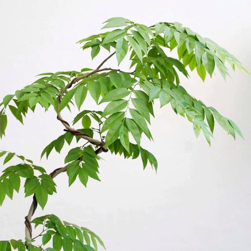 海南室内盆栽选哪些好养又美观？-第3张图片-吾爱花网