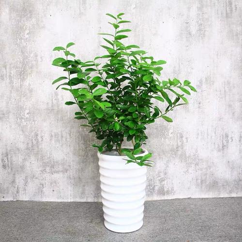 青柠盆栽适宜生长环境是什么？-第2张图片-吾爱花网