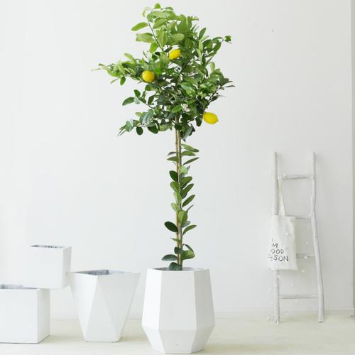 青柠盆栽适宜生长环境是什么？-第1张图片-吾爱花网