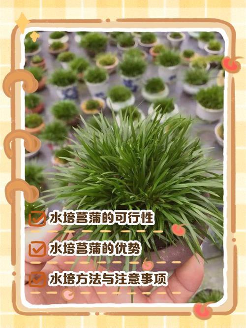 水培菖蒲叶子细如何变粗壮？-第1张图片-吾爱花网