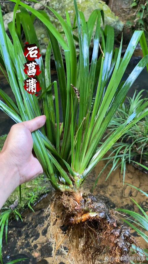水培菖蒲叶子细如何变粗壮？-第2张图片-吾爱花网