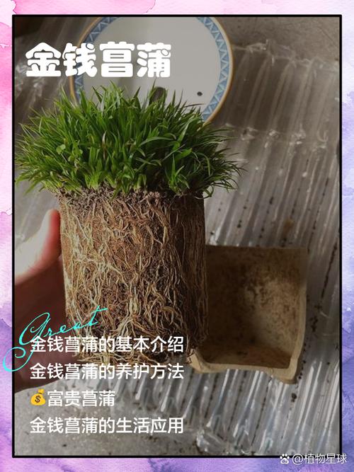 水培菖蒲叶子细如何变粗壮？-第3张图片-吾爱花网