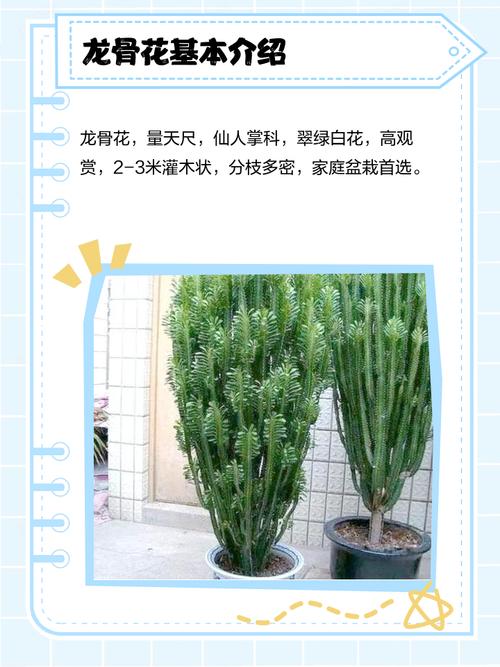 龙骨多肉怎么养？养护关键有哪些？-第1张图片-吾爱花网