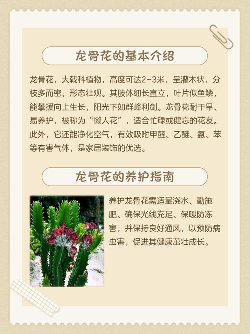 龙骨多肉怎么养？养护关键有哪些？-第2张图片-吾爱花网