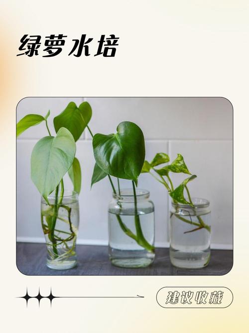 水培绿萝加什么才茂盛-第1张图片-吾爱花网