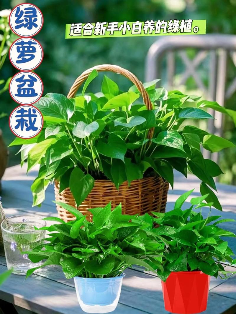 水培绿萝加什么才茂盛-第3张图片-吾爱花网