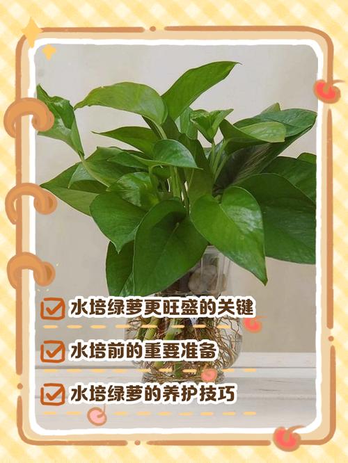 水培绿萝加什么才茂盛-第2张图片-吾爱花网
