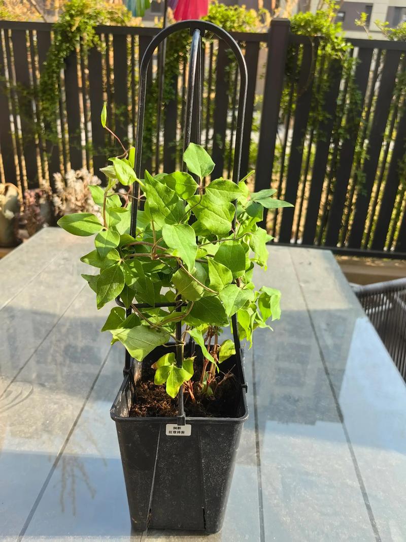 盆栽铁线莲怎么养才爆花?-第1张图片-吾爱花网 盆栽铁线莲怎么养才爆花?-第1张图片-吾爱花网