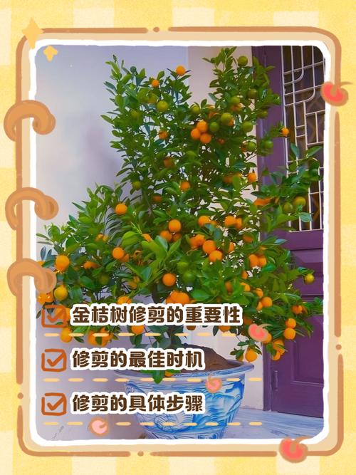 盆栽柑橘花需要多少日照？-第2张图片-吾爱花网