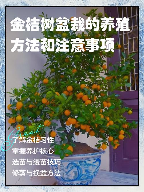 盆栽柑橘花需要多少日照?-第1张图片-吾爱花网 盆栽柑橘花需要多少日照?-第1张图片-吾爱花网