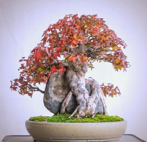 日本室内盆栽有哪些经典造型与养护技巧?-第2张图片-吾爱花网 日本室内盆栽有哪些经典造型与养护技巧?-第2张图片-吾爱花网