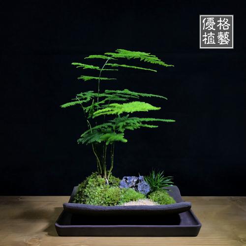 日本室内盆栽有哪些经典造型与养护技巧？-第3张图片-吾爱花网