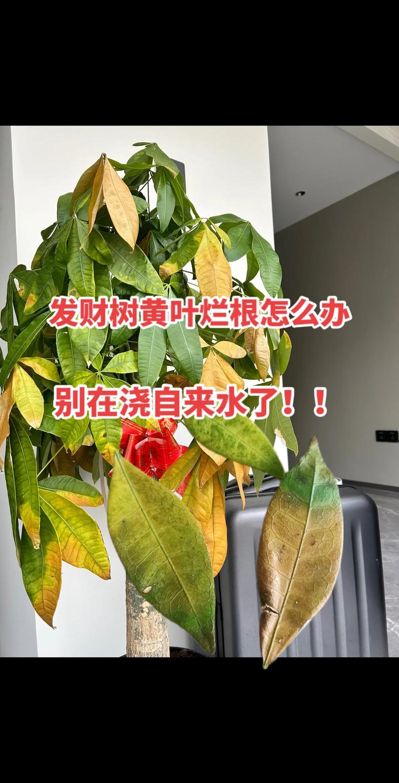 水培发财树黄叶怎么办？-第2张图片-吾爱花网