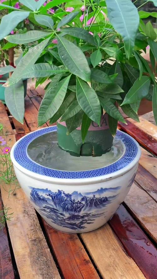 水培发财树黄叶怎么办?-第3张图片-吾爱花网 水培发财树黄叶怎么办?-第3张图片-吾爱花网