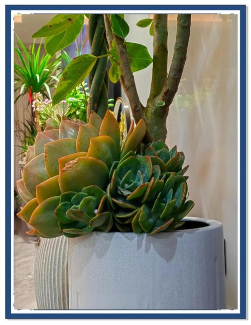 春季多肉浇水，多少才合适？-第2张图片-吾爱花网