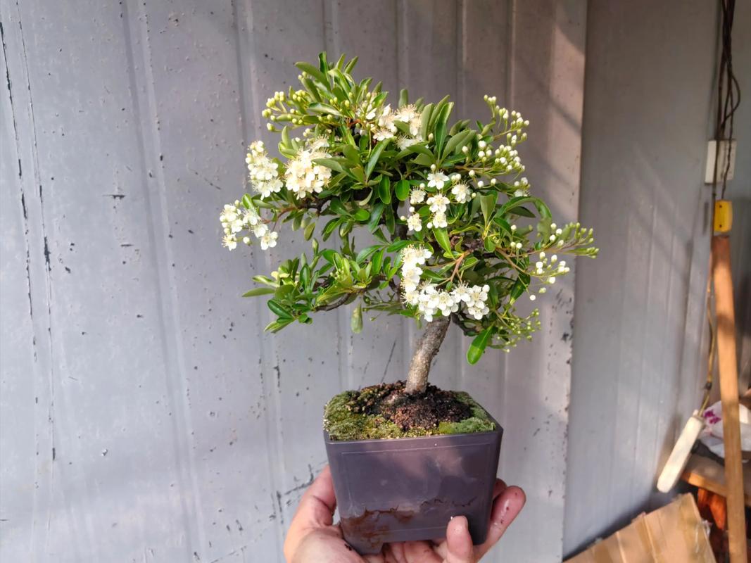 迷你开花盆栽有哪些品种？-第3张图片-吾爱花网