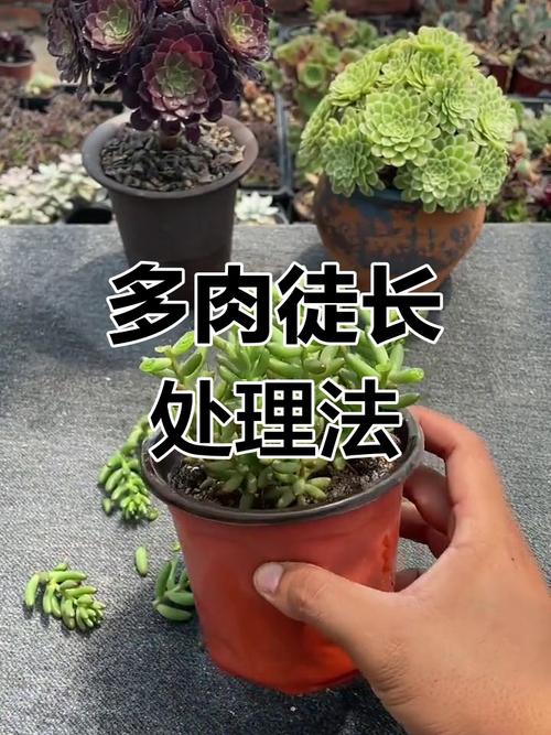 多多肉徒长怎么办？-第2张图片-吾爱花网