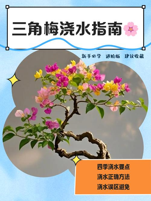 梅花盆栽怎么浇水才合适？-第1张图片-吾爱花网