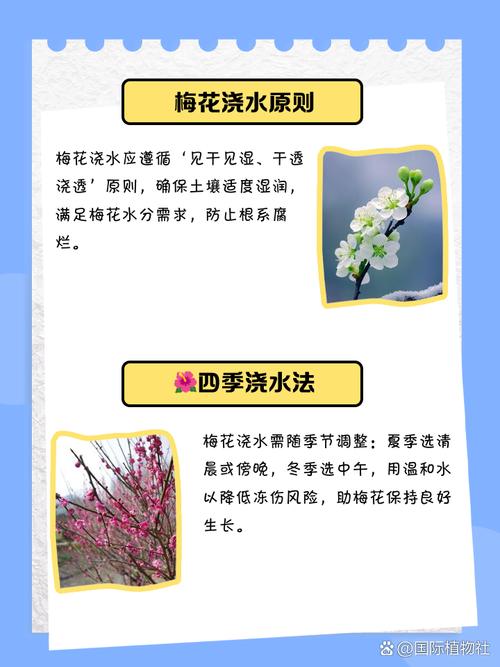 梅花盆栽怎么浇水才合适？-第2张图片-吾爱花网
