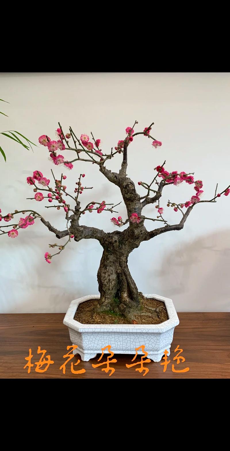 梅花盆栽怎么浇水才合适？-第3张图片-吾爱花网