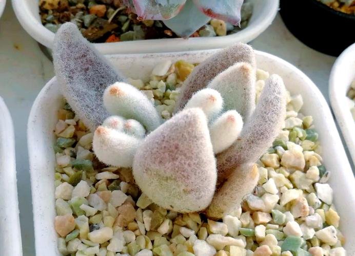 多肉小兔品种有哪些？-第2张图片-吾爱花网