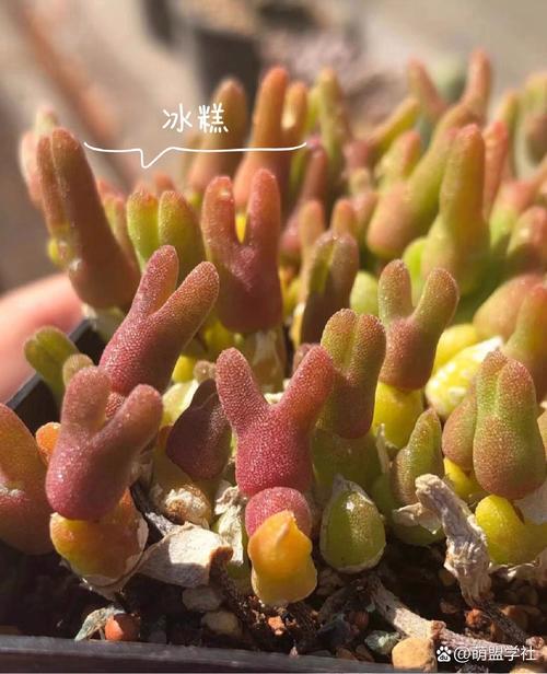 多肉小兔品种有哪些？-第3张图片-吾爱花网