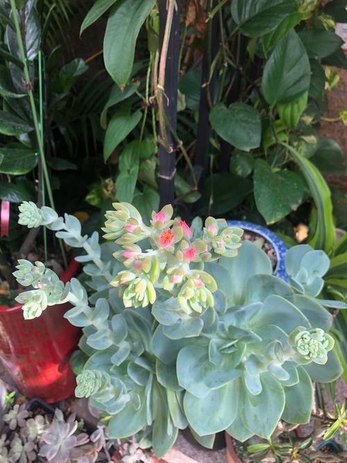 浪漫多肉开花时有多惊艳?-第3张图片-吾爱花网 浪漫多肉开花时有多惊艳?-第3张图片-吾爱花网