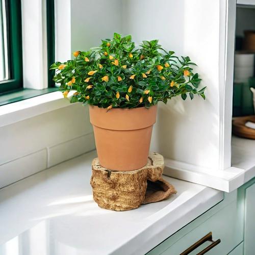 阳台盆栽花品种有哪些？-第1张图片-吾爱花网