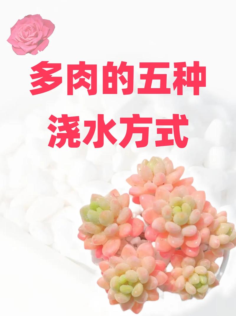 春天多肉怎么浇水?-第1张图片-吾爱花网 春天多肉怎么浇水?-第1张图片-吾爱花网