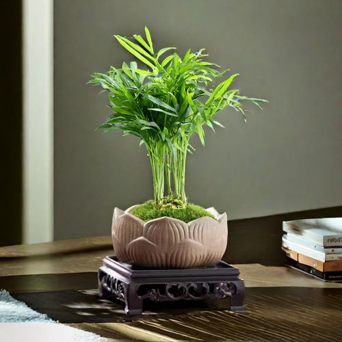 盆栽袖珍椰树能长多大？-第3张图片-吾爱花网