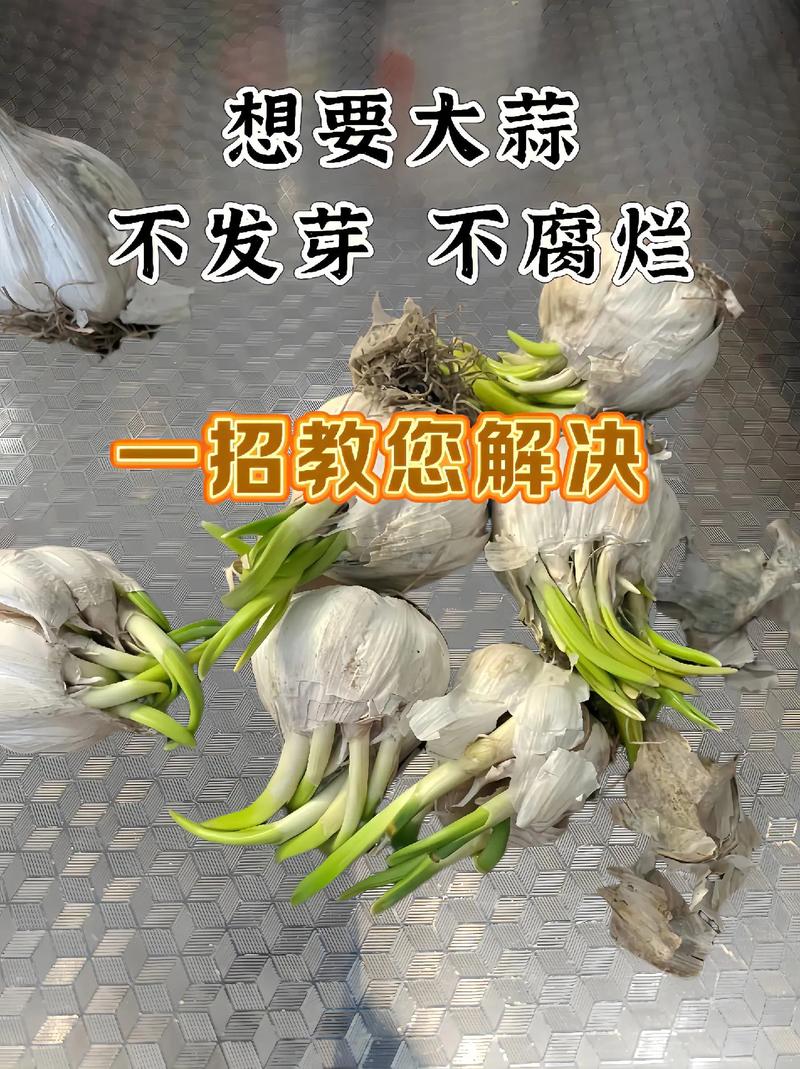 水培大蒜烂根了怎么救？-第1张图片-吾爱花网