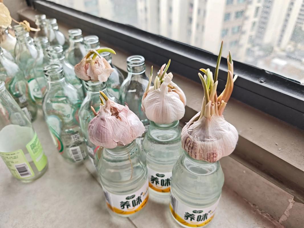 水培大蒜烂根了怎么救？-第2张图片-吾爱花网